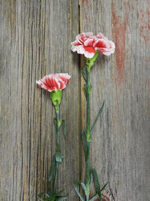 CHEERIO BI-COLOR RED/ WHITE CARNATIONS